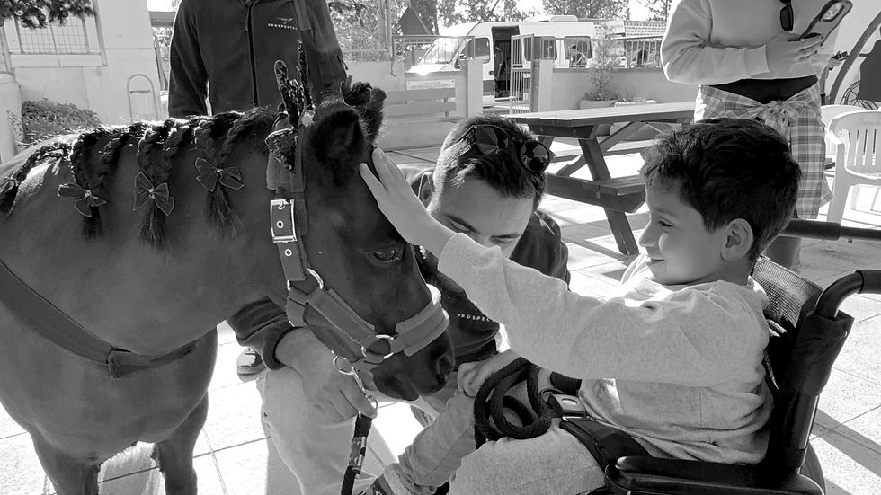 Miniature Horse Therapy “Majestic”