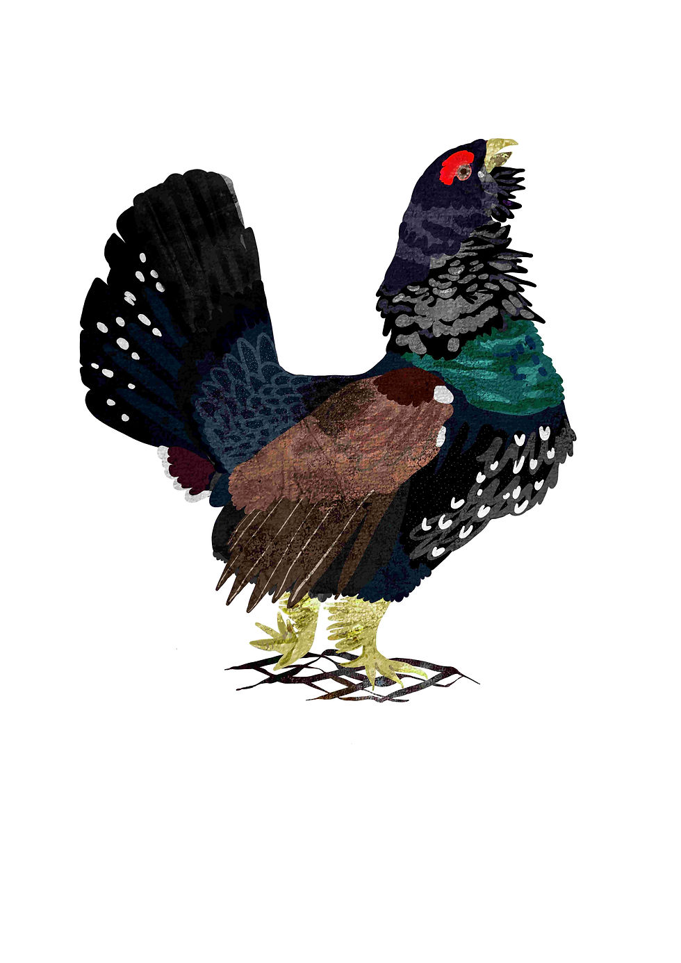 A male Capercaillie (game bird like a smallish turkey or big grouse). Standing upright, fantail raised, black body, brownish wings, viridian chest feathers, scarlet eyebrow, yellow legs and beak) )