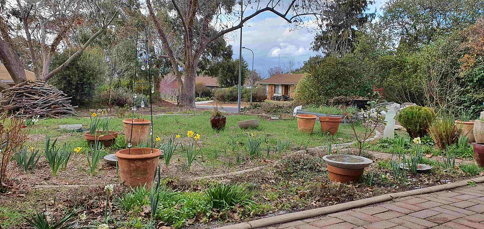 A suburban garden begins to awaken for spring. A line of bright yellow daffodils emerges beyond a herbaceous border in which, mint, thyme, catmint are reviving. Jonquils are pushing through the hard earth. Beyond two trees at the front of the garden the first hint of pink begins to appear on trees in a garden across the road.