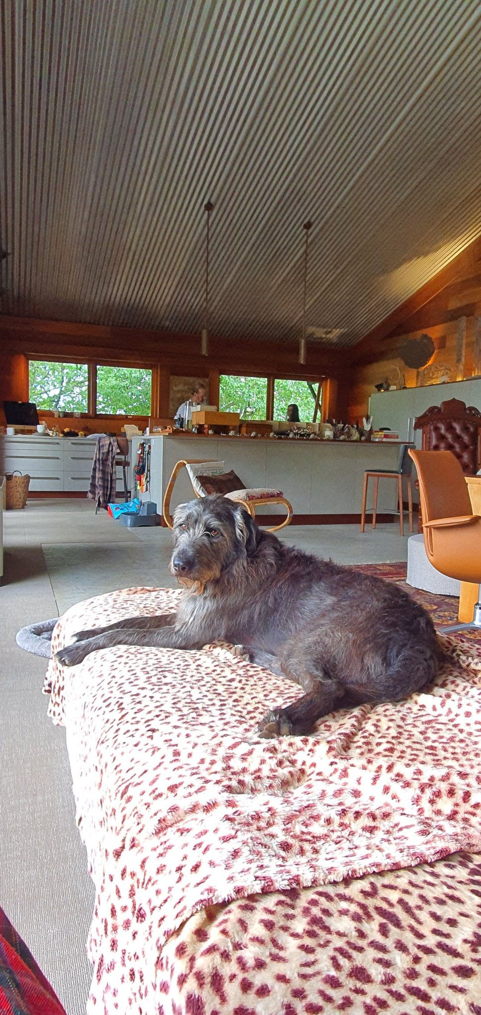 Millie, grey haired crossbreed dog. Bit of hound, bit of sheep dog, bit of almost anything.