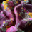 Thumbnail: Wine floral saree