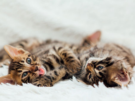 Harmonie féline : Les clés pour réussir l'introduction de deux chats dans votre maison"