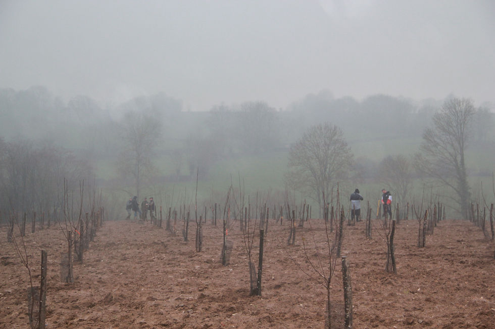 Plantation des jeunes pommiers