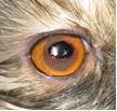 veterinarios05.jpg