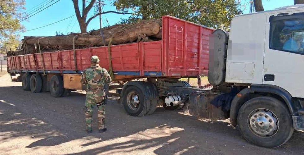 #Anta La Policía incautó un cargamento ilegal de madera