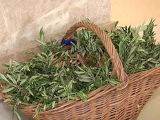 Con el Domingo de Ramos, la Iglesia Católica inicia la Semana Santa