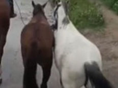 Caballería secuestra 4 equinos sueltos en Villa Lavalle #Capital