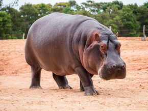 Dos hipopótamos contrajeron coronavirus en un zoológico de Bélgica