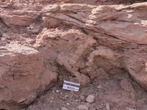 Descubrieron huellas de dinosaurios con marcas de piel y garras de 95 millones de años en Río Negro