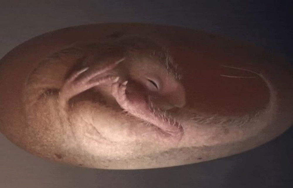 Hallaron un embrión de dinosaurio perfectamente preservado que se preparaba para nacer