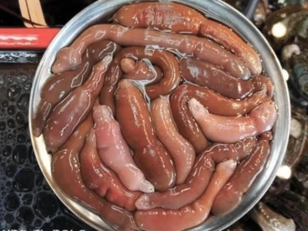 Atención: el "pez pene" que invadió las playas de la Patagonia es comestible y lo consideran un manjar