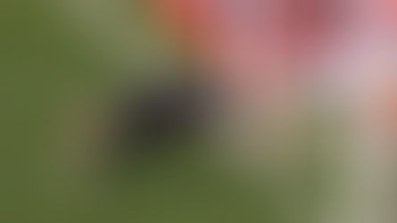 Se dio a conocer al audio del VAR del gol anulado a River en el Superclásico