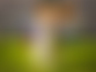 Qué siente tu perro al llevarte sus juguetes cuando llegás a casa, según expertos