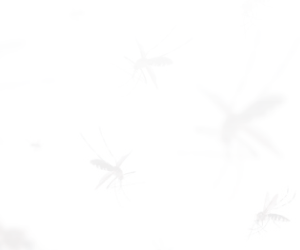 El Mosquito no espera - Dengue - Municipalidad de Salta