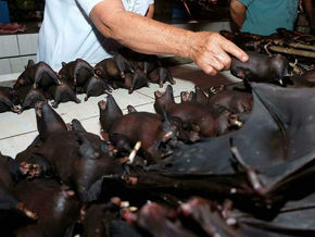 Científicos descubren un virus muy similar al del coronavirus en murciélagos de Laos