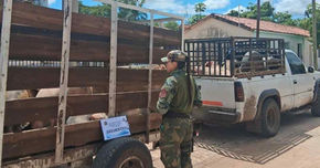 Policía Rural incauta cerdos sin papeles en Apolinario Saravia