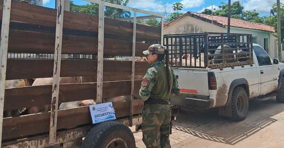 Policía Rural incauta cerdos sin papeles en Apolinario Saravia
