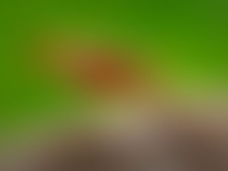 En 2019 la Argentina fue declarada libre de paludismo