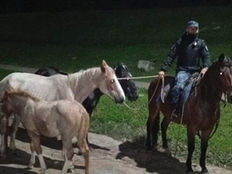 #Metan Caballería incautó diez animales sueltos en la ciudad