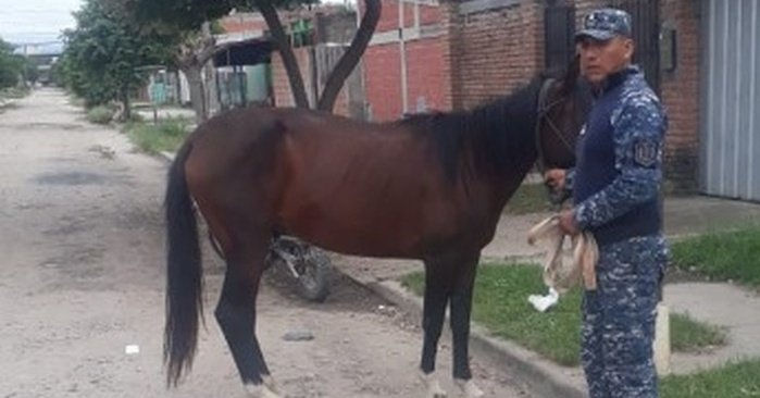 Operativo policial: 10 caballos secuestrados en #Oran y Rosario de Lerma