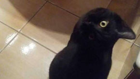 ¿Gato o cuervo? La ilusión óptica que se viralizó a través de Twitter