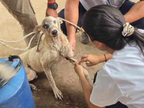Más de 100 perros fueron evaluados en Embarcación para prevenir la leishmaniasis visceral canina