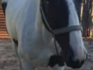 Robo de caballo en Santa Cecilia: detenido y equino recuperado