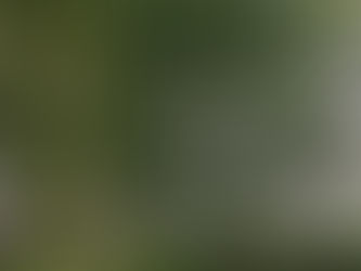 Descubren cultivo de marihuana en barrio Miguel Ortiz #Capital