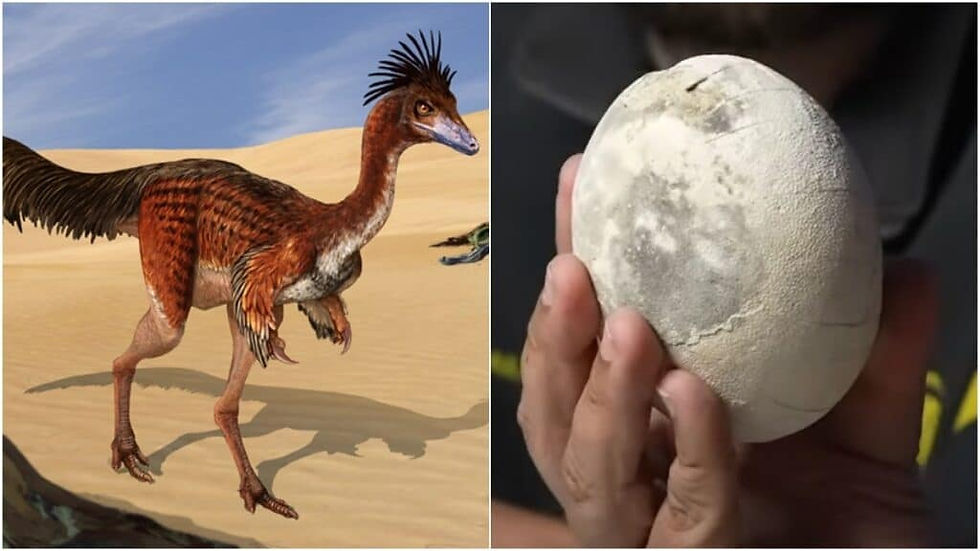 Encuentran el huevo de dinosaurio mejor conservado del mundo en la Patagonia