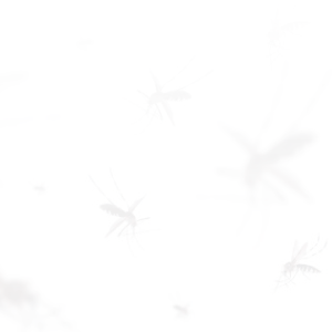 SALTA SIN DENGUE - Municipalidad de Salta