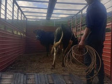 Caballería secuestra bovinos sueltos en ruta nacional 9 #Capital