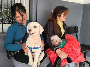 Bienestar Animal registró más de 110 mil prestaciones y un récord de adopciones