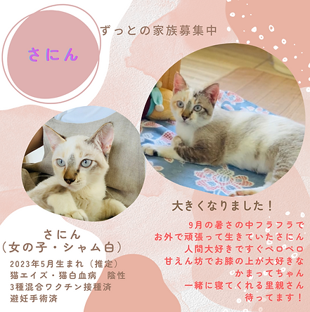 さにんプロフィールInstagramの投稿.png