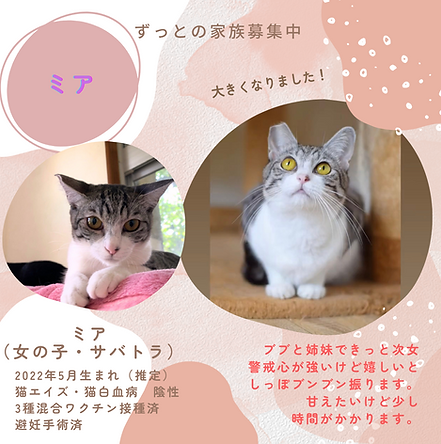 里親募集'24.1 ミア.png