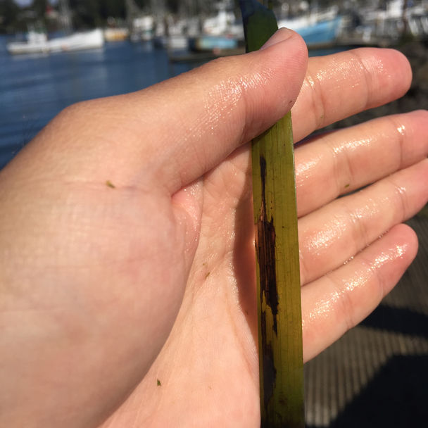 Eelgrass (and Wasting Disease) in Charleston!