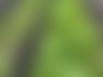 この時期は毎回除草三昧🌱