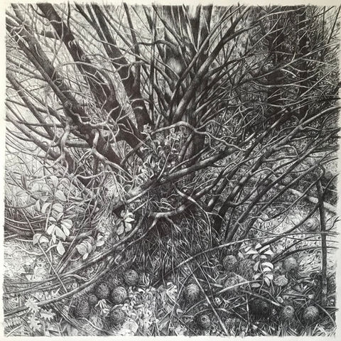 Arborarius                                                    Les gravières, stylo bille sur papier, 150 cm x 150 cm