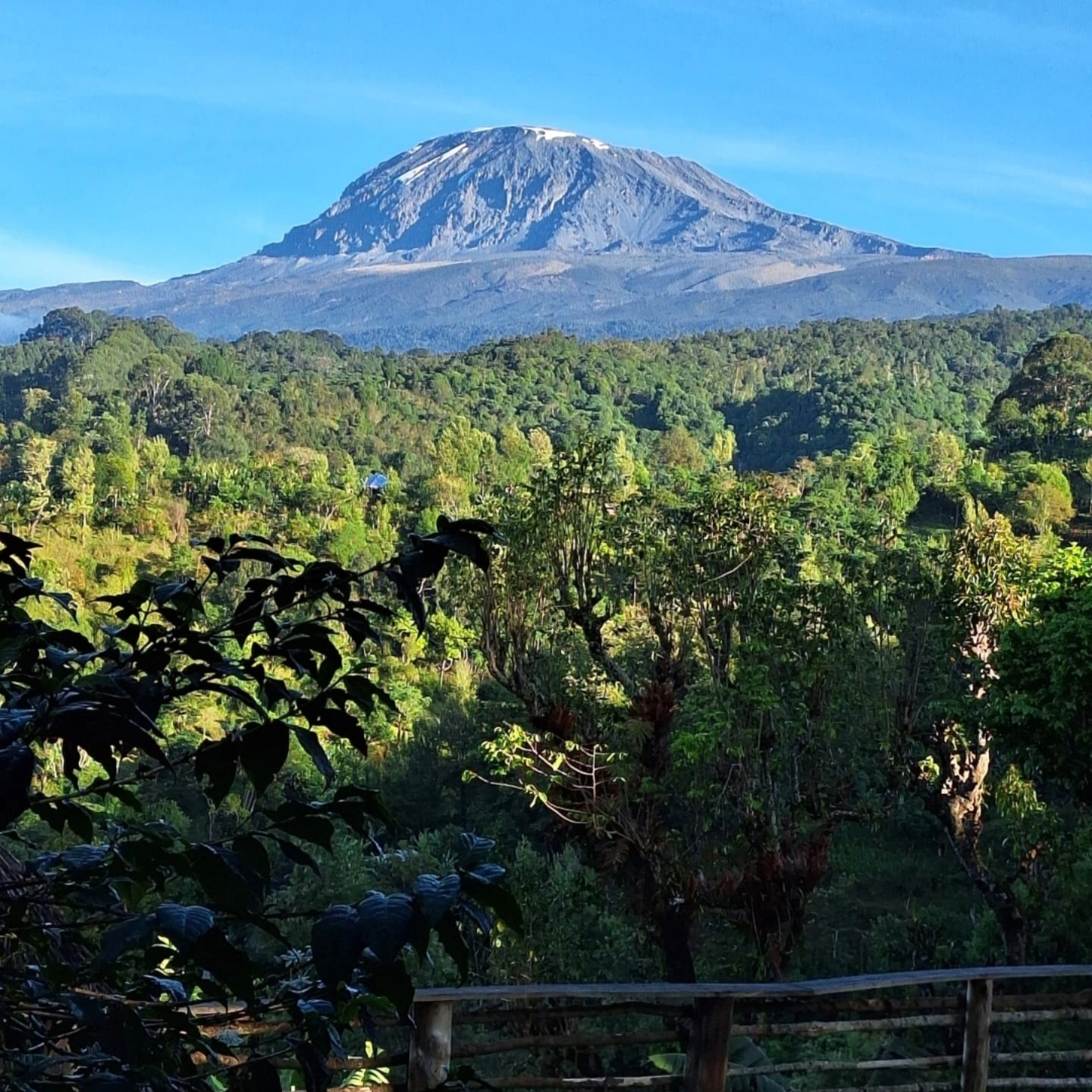 View of Mount Kilimanjaro with its majestic snow-capped peak, surrounded by lush greenery, representing the stunning landscapes explored during the Kilimanjaro day trip.