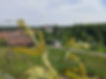 peter-zbinden-rheinau.jpeg