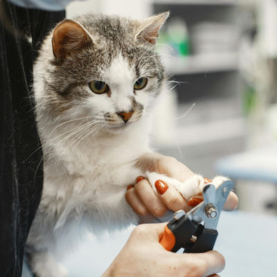 How to clip your cat's nails: A step-by-step guide