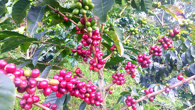 WhatsApp Image 2022-03-19 at 15.42_edited.jpg