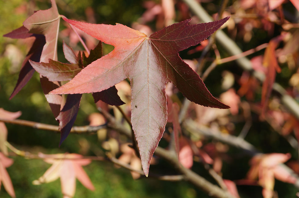 The classic shape of a sweet gum leaf