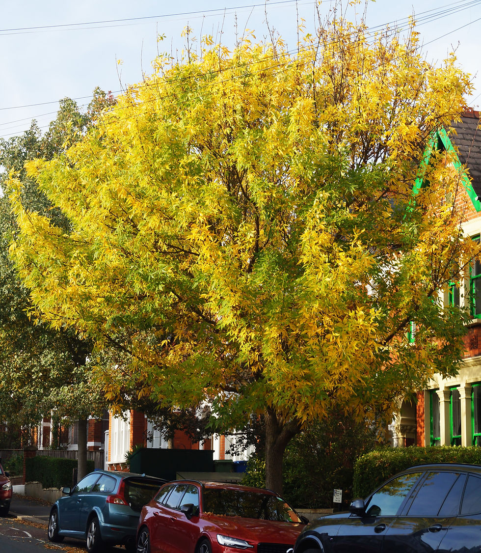 Yellow autumn leaves of red ash, Holmdene Avenue