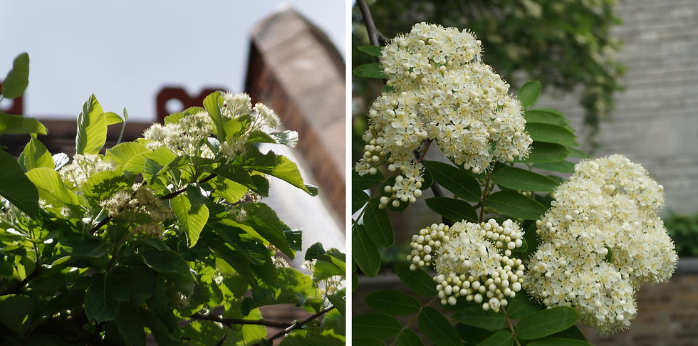 Late April flowers on whitebeam (left, on Ruskin Walk) and rowan (on Half Moon Lane)