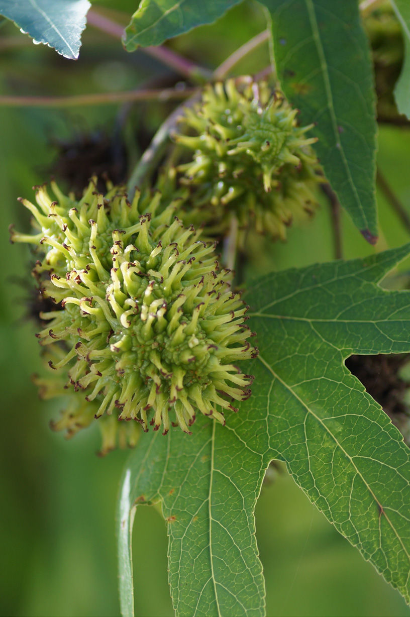 Beckwith Road Turkish hazel