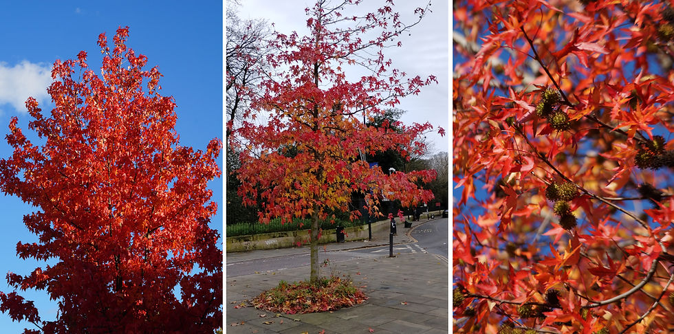 Long-lasting red sweet gums. Left - Burbage Road. Centre - Herne Hill Junction. Right - leaves and fruit, Howletts Road
