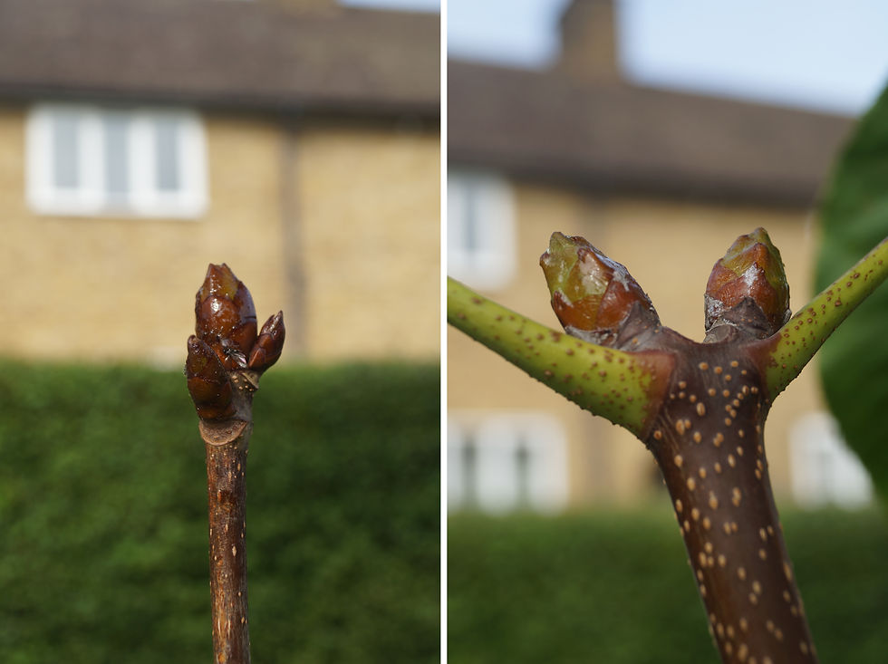 Left - common horse chestnut buds. Right - Indian horse chestnut buds