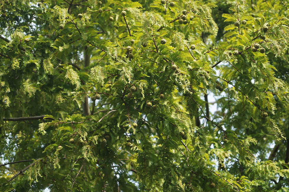 Dawn Redwood cones, Casino Avenue
