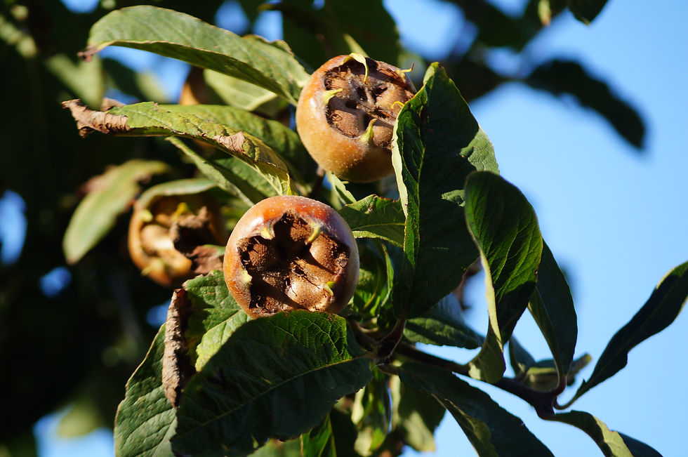 Medlar fruit, Hollingbourne Road