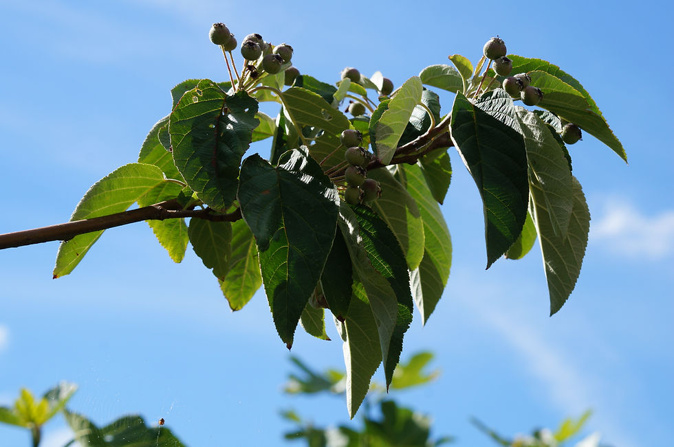 Yunnan crab apple leaves, Delawyk Cresent